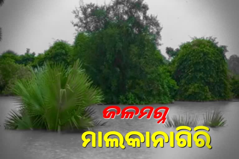 malkangiri-flood-update-kaberi-sileru-and-godabari-rivers-water-label-increase