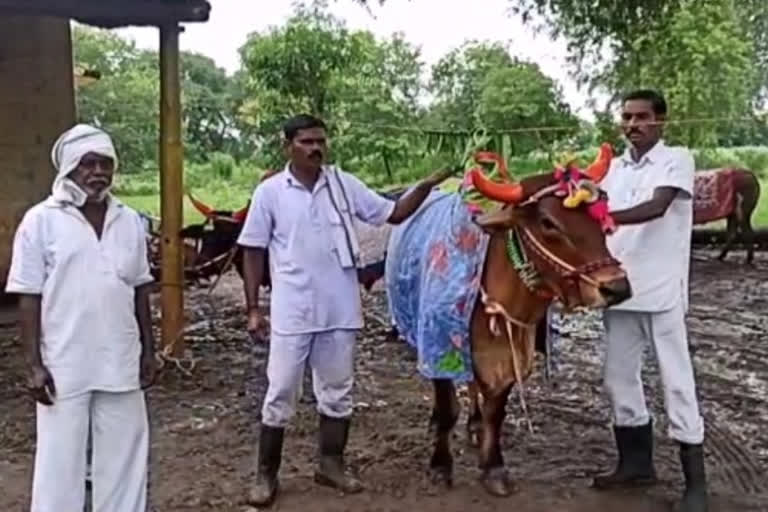 prisoners celebrated pola festival in amravati central jail