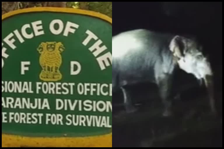 forest department rescued elephant