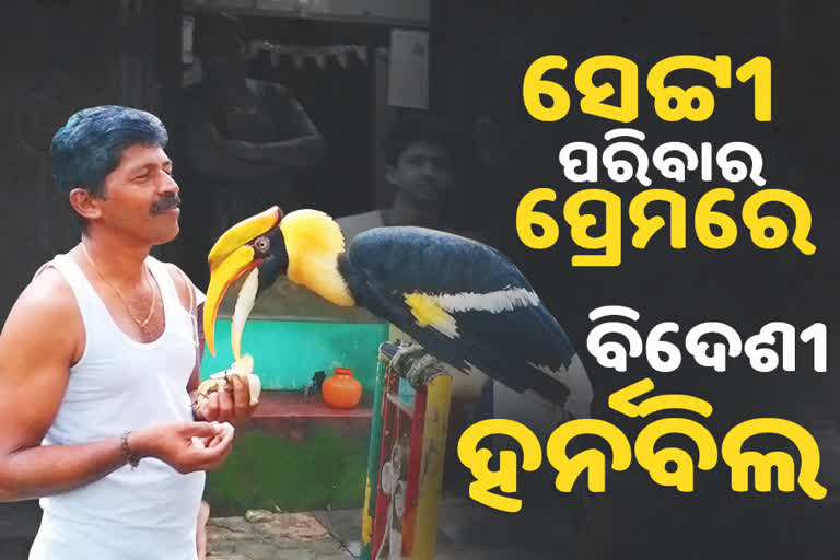 ପକ୍ଷୀ-ମଣିଷର ବନ୍ଧୁତା: ଦିନକୁ 3 ଥର ଆସେ, ରୁଟି-କଦଳୀ ଖାଏ