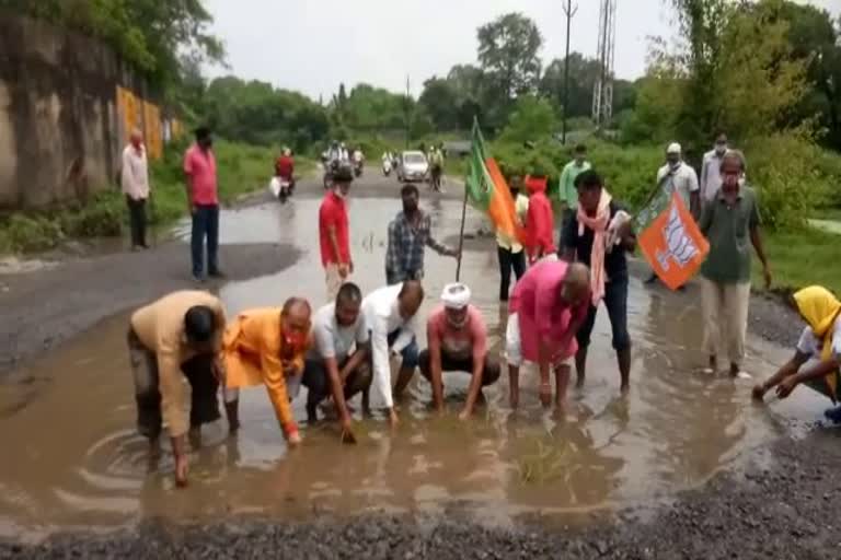 bgp-leaders-plant-paddy-on-road-in-bokaro