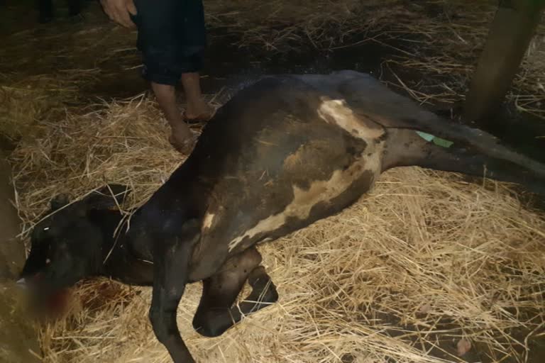 Slaughtering of cows poisoned with fruit