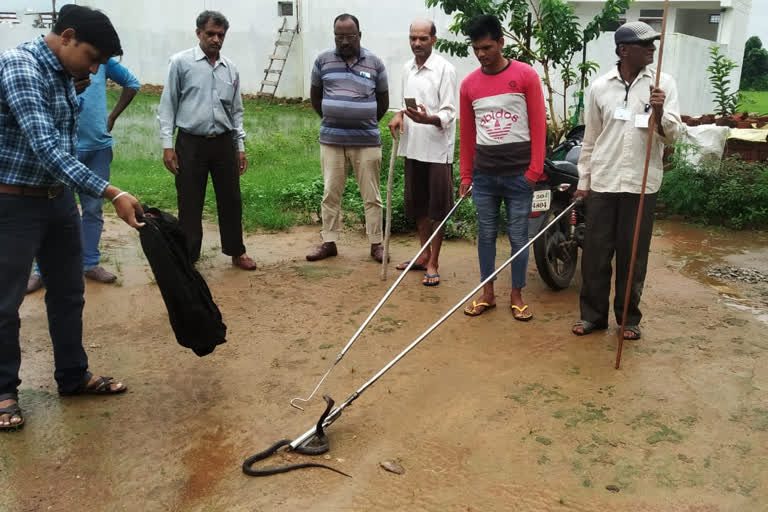 Forest Department rescue poisonous snake