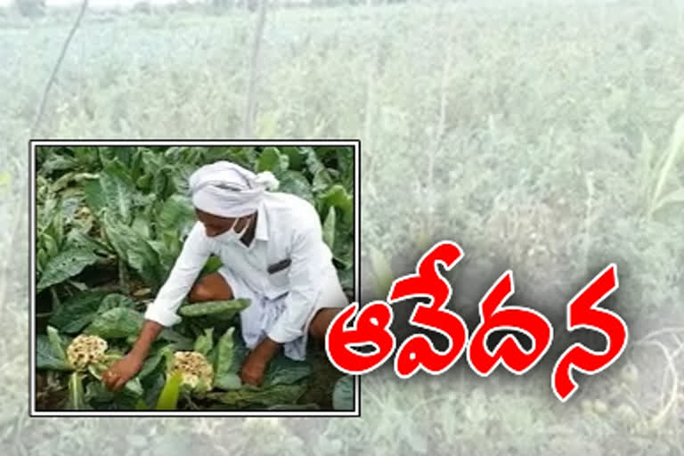 vegitables damage with heavy rain in marepalli sangareddy district