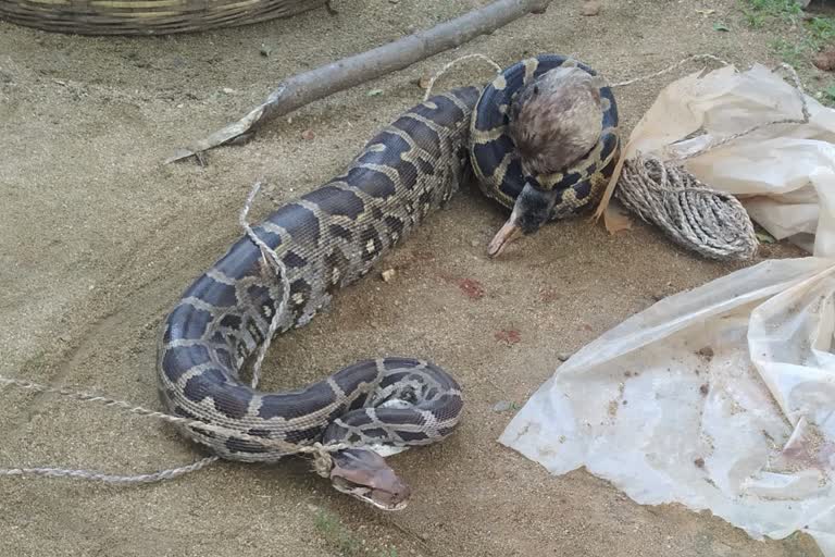 Villagers of ranga caught Python