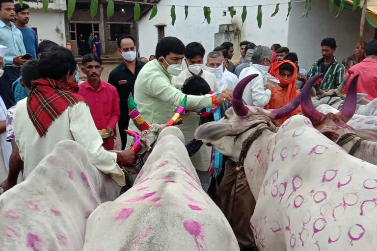 Pola festival celebrated agricultural work, worship of bullock