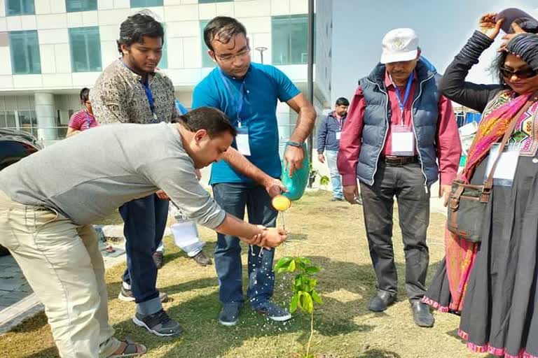 tree plantation