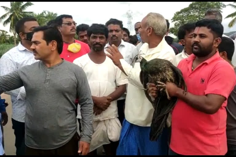 people rescued the peacock