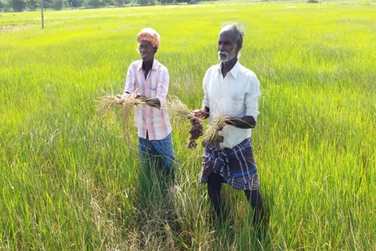 தண்ணீர் இல்லாமல் 300 ஏக்கர் நெற்பயிர்கள் கருகும் அவலம்!