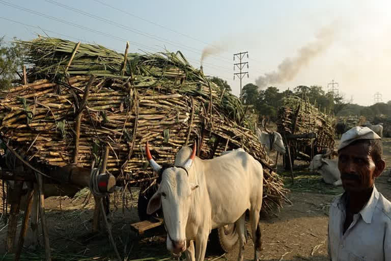 Sugarcane