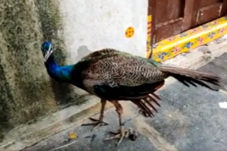 Peacock Roaming  In Chilukodu Village