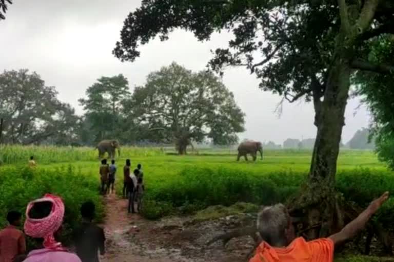 A herd of elephants created havoc in many villages of Lohardaga