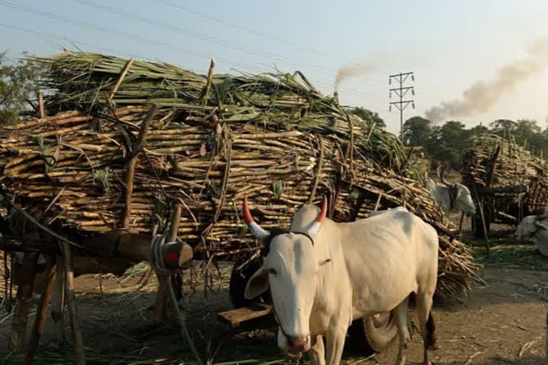 CCEA approves increase in sugarcane FRP by Rs 10 to Rs 285/qtil for 2020-21: Sources