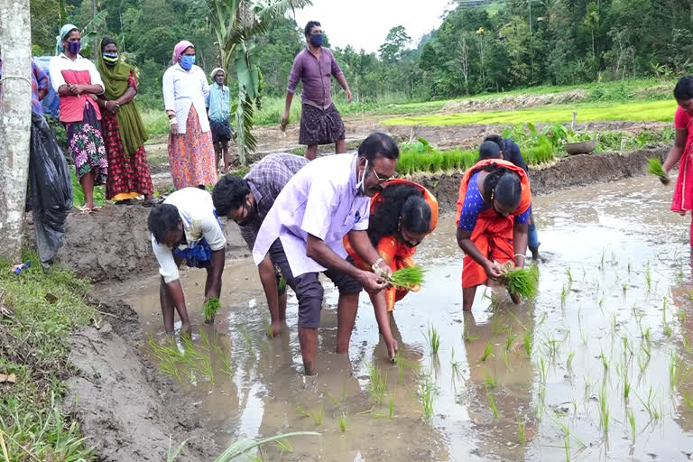 ഇടുക്കി  അടിമാലി ഗ്രാമപഞ്ചായത്ത്  പെട്ടിമുടി പാടശേഖരം  സുഭിക്ഷ കേരളം പദ്ധതി  SUBHIKSHA KERALAM PROJECT  PETTIMUDI