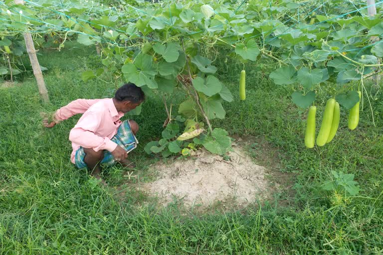 लौकी की खेती करता किसान.