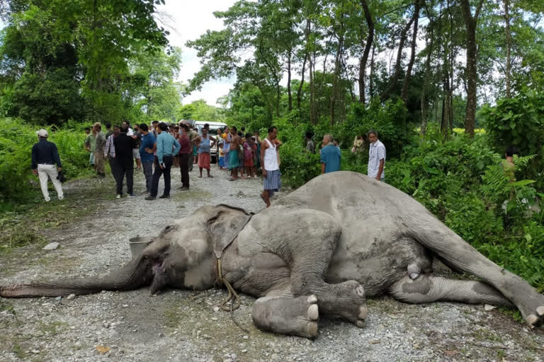 wild elephant death at Chirang