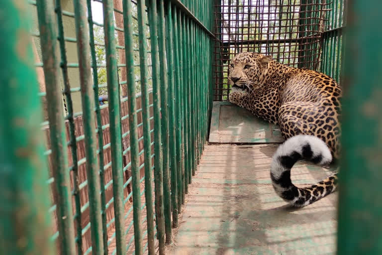 7 year old female leopard captured