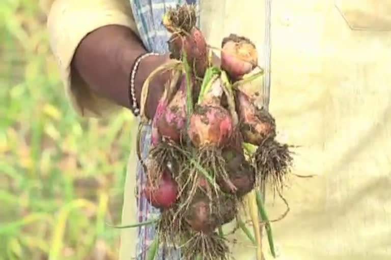 onion crop demolish due to heavy rain