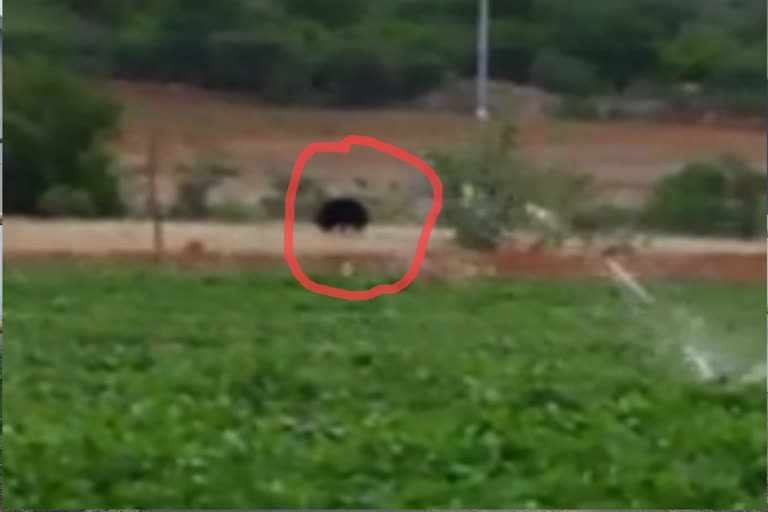 wandering bear in dendrapuram ananthapuram district