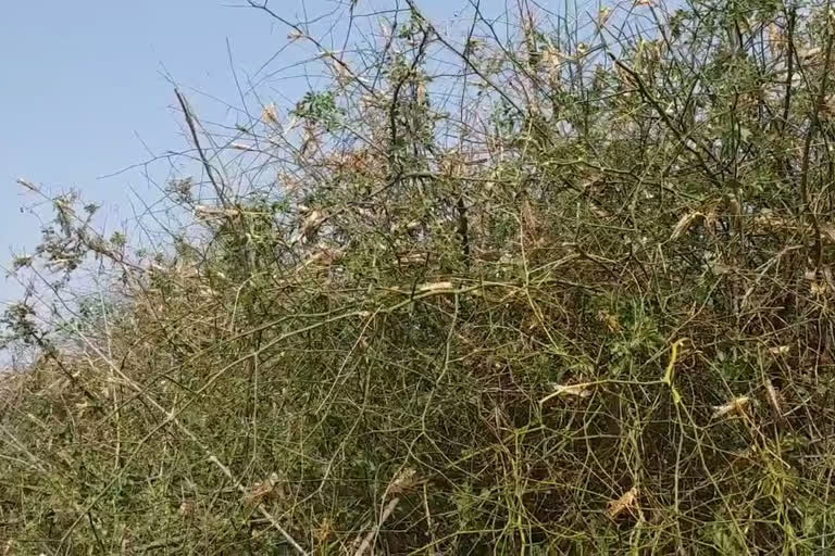 locust attack in Jhunjhunu, झुंझुनू में टिड्डी अटैक