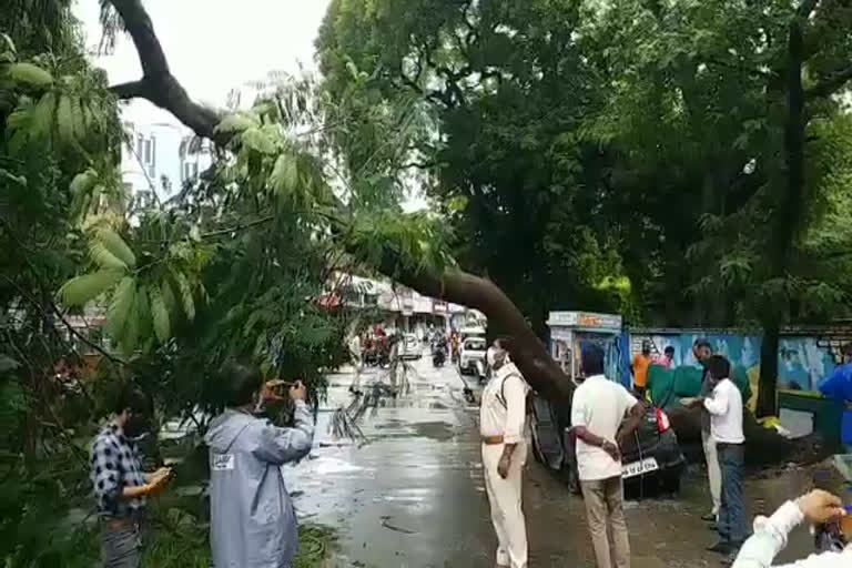 Tree fell on car