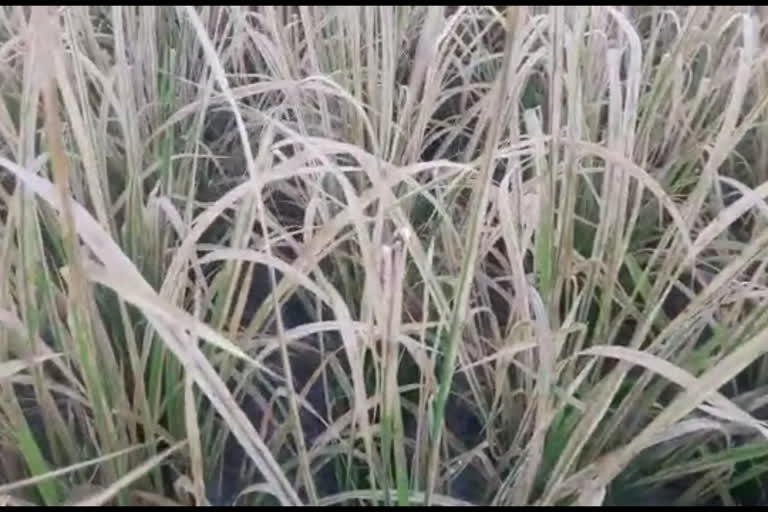 Large area of paddy field damaged by Insect at Dhemaji