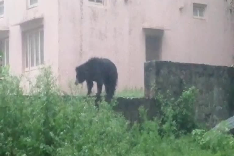 bears were seen in residential areas,  bears were seen in sirohi,  bear in sirohi