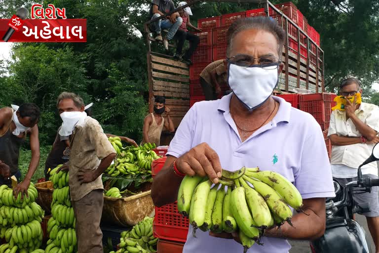 banana crop