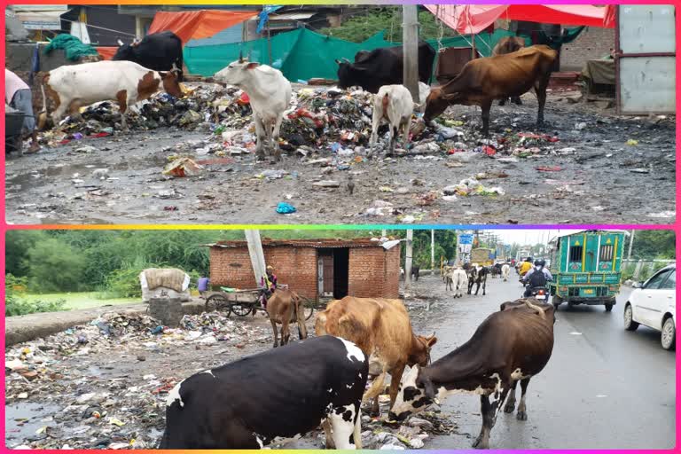 cows gathering due to garbage in burari