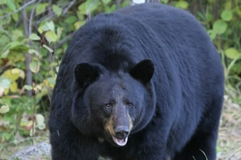 Bear attacked on woman