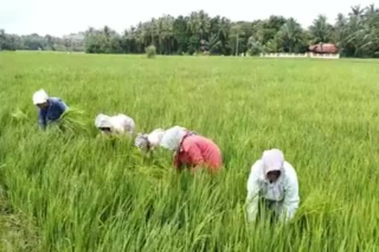 നെല്ലു സംഭരണം  സിവിൽ സപ്ലൈസ് കോർപ്പറേഷൻ  കര്‍ഷകന്‍  Civil Supplies Corporation  paddy procurement  പാലക്കാട്