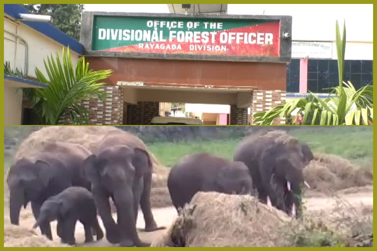 Elephants are playing terror in Rayagada