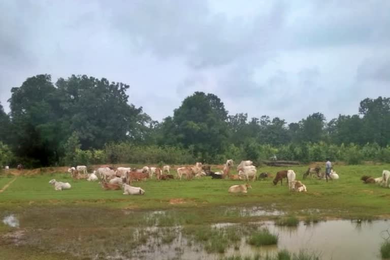 Smuggling of cattle in lailunga raigarh