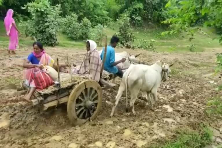 woman-gives-birth-to-child-in-bullock-cart