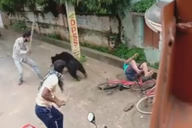 A wild bear attacks a person in Bhawanipatna town