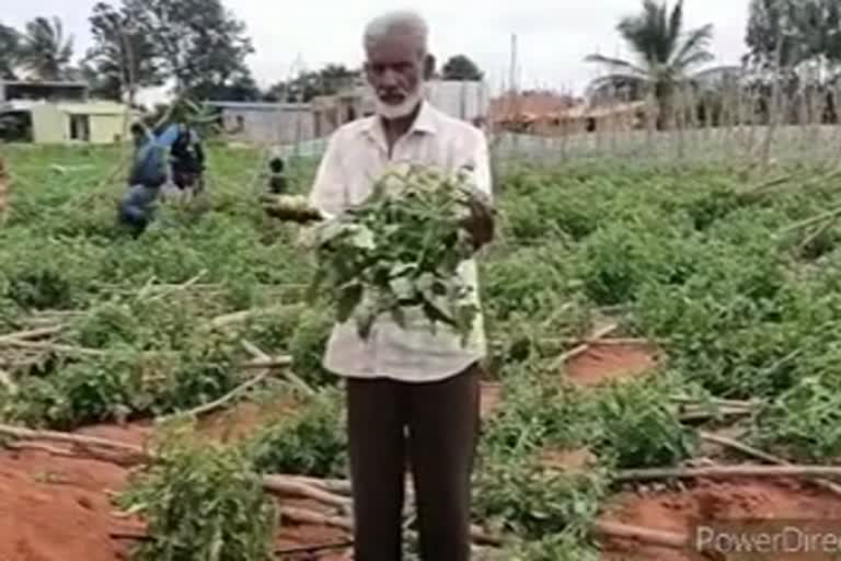 property-dived-issue-younger-brother-destroyed-tomato-crop