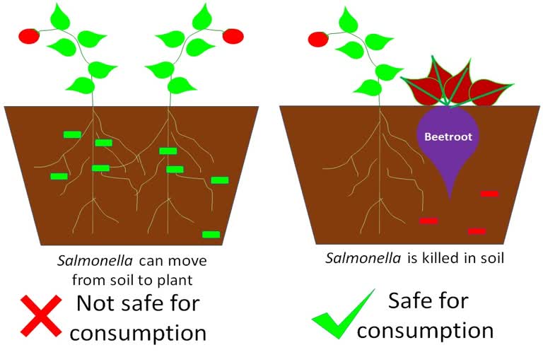 beetroot-act-as-bio-control-in-farming