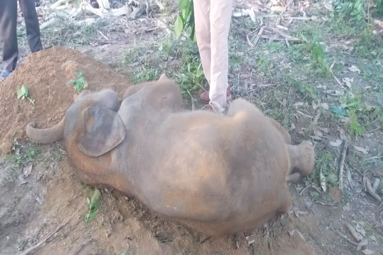 A five month old elephant lost its life in Bishwanath assam etv bharat news