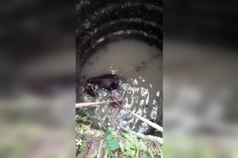 Kanhangad cow rescued  cow fell into a well  കാഞ്ഞങ്ങാട് കിണറ്റിൽ പശു വീണു  കിണറ്റിൽ വീണ പശുവിനെ രക്ഷപ്പെടുത്തി  പശു കിണറ്റിൽ