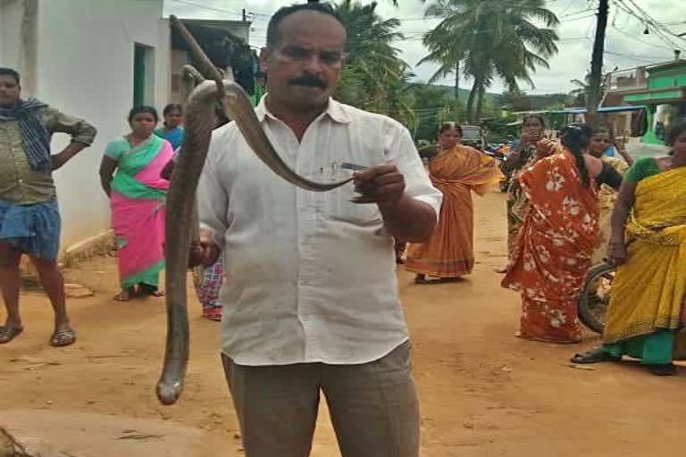 snake-caught-after-one-month-in-cuncharayan-hundi