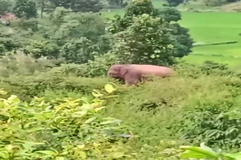 wild elephants reached in radaha village in ranchi