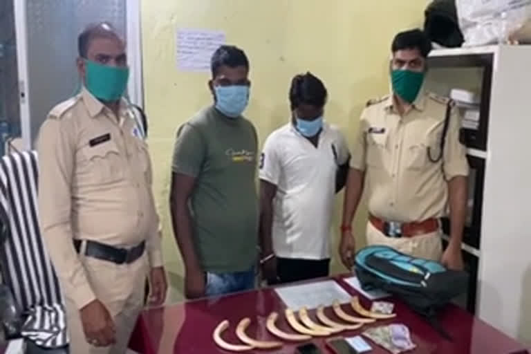 Two accused arrested for smuggling wild pig teeth in mahasamund