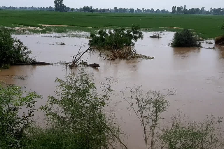 Fazilka: Fissure in canal, water in farmers' crops