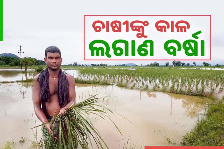 dhenkanal latest news, farmer's problem in dhenkanal, flood like situation in dhenkanal, flood like situation in gondia block, ଢେଙ୍କାନାଳ ଲାଟେଷ୍ଟ ନ୍ୟୁଜ୍‌, ଢେଙ୍କାନାଳରେ ଚାଷୀଙ୍କ ସମସ୍ୟା, ଢେଙ୍କାନାଳରେ ବନ୍ୟା ପରିସ୍ଥିତି, ଗଁଦିଆ ବ୍ଲକରେ ବନ୍ୟା ପରିସ୍ଥିତି