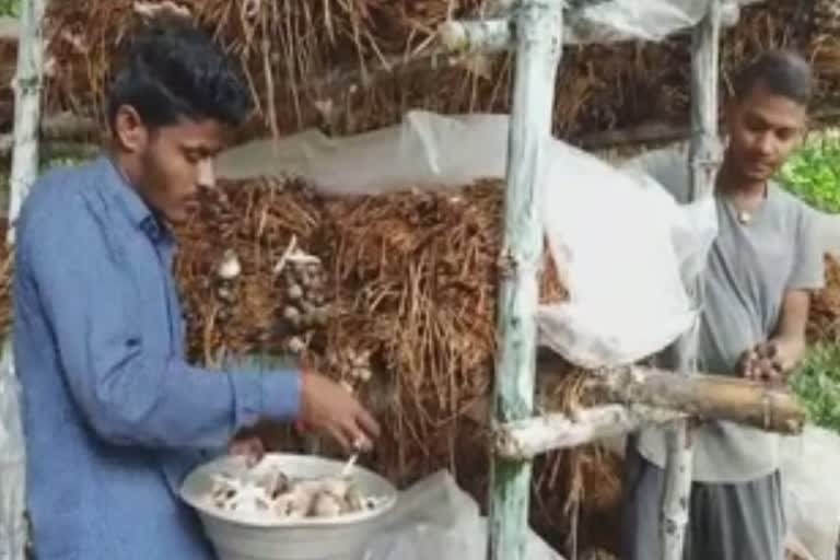 mushroom farming