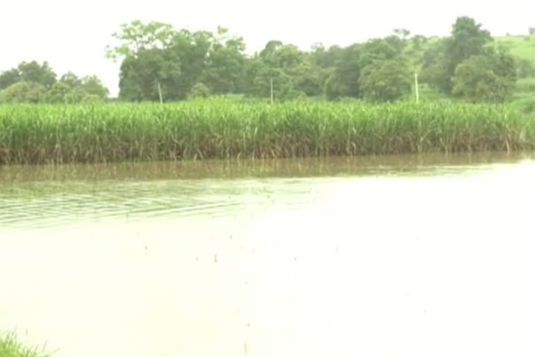 Five thousand hectares of cropland flooded by the Markandeya River