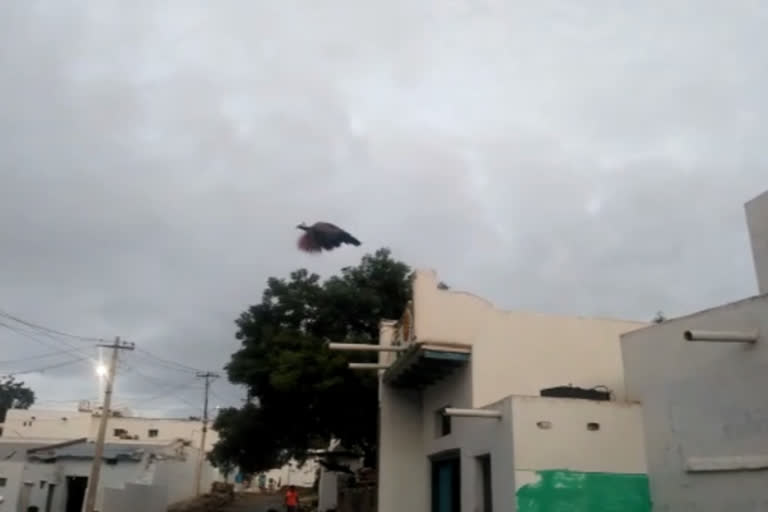 peacock at amidyala village ananthapuram district