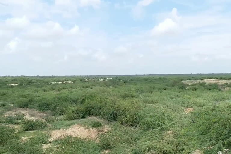 acacia trees,  acacia trees will be harvested,  acacia trees harvested in rajasthan