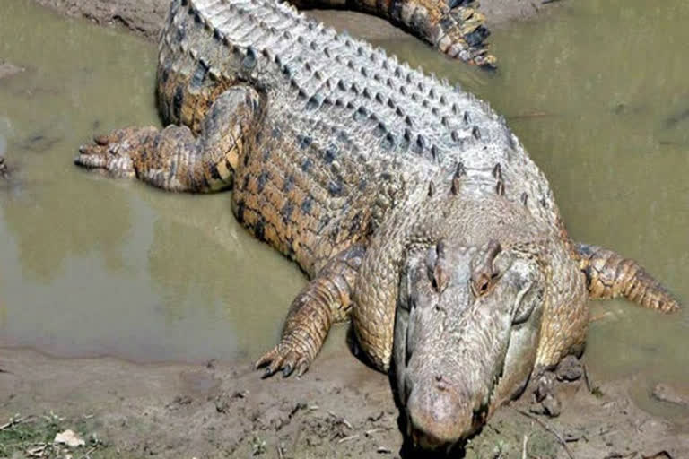 crocodile