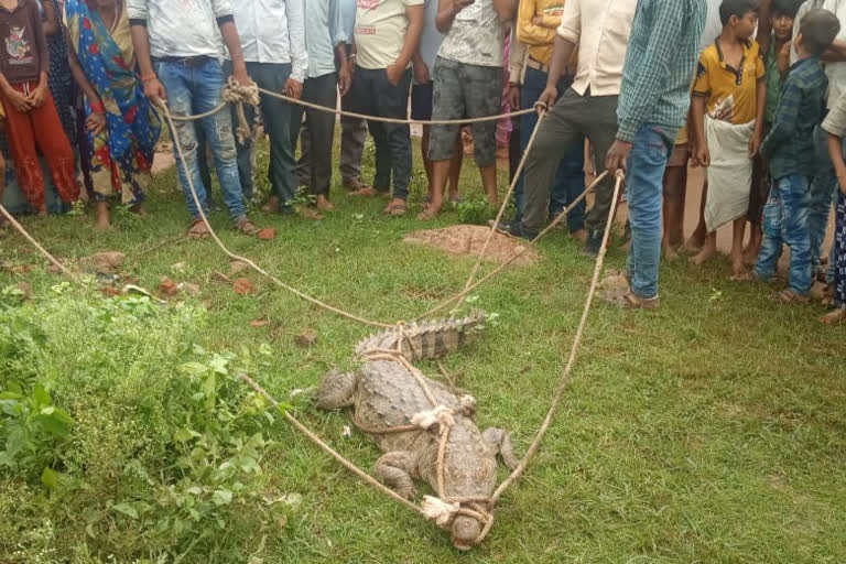 9 feet tall crocodile entered into settlement